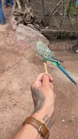 A person holds out a pretzel stick with a small bird perched on the end. The bird has a yellow head, a black-and-white striped pattern on its back, and a green-and-blue tail. The person's hand is tattooed, and they are wearing a brown leather watch. Other people are walking by in the background. The ground is reddish dirt. There are rocks and some dead tree branches nearby.