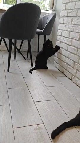 A black kitten is scratching a white brick wall. The kitten is standing on its hind legs with its front paws extended up the wall. The kitten's tail is curled around its body. The kitten is in a room with light-colored wood flooring. There are two dark gray chairs to the left of the kitten. A portion of another black tail is visible in the lower right corner of the frame.