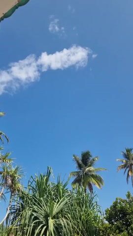 The video shows a bright blue sky with a few scattered white clouds. Below the sky, there is lush, green vegetation, predominantly palm trees and other leafy plants. The camera slowly pans upwards, revealing more of the palm trees against the clear sky. The scene gives the impression of a tropical or coastal environment.