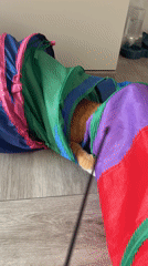 Domestic moments with cat play and artwork in Montenegro