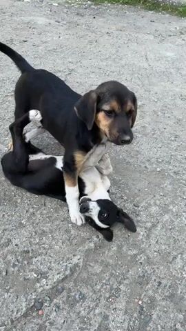 Two puppies are playing on a grey, textured ground surface. The larger puppy, predominantly black with tan markings on its muzzle, chest, and front paws, stands over a smaller black and white puppy. The smaller puppy is lying on its back with its paws raised, mouth slightly open. The larger puppy's front paws are on the smaller puppy's chest/belly. The scene is outdoors, with a blurry background showing some green foliage and part of a car tire. A mechanical drilling sound is audible throughout the video.