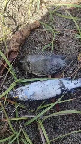 Two dead fish lie on sandy ground with sparse green grass. The foreground fish is silver and white with black markings, speckled with sand, and positioned horizontally. Its eye is yellowish. Behind it, a larger, dark grey fish is partially visible. A brown organic object, possibly a dried leaf or root, is in the background. The camera slightly shifts focus on the scene.