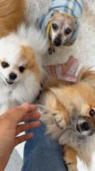 Person enjoys time with multiple small dogs in Cuautla