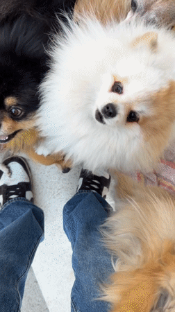 Person enjoys time with multiple small dogs in Cuautla