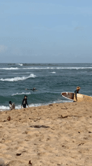Early morning surfer rides waves at Midigama beach, Sri Lanka