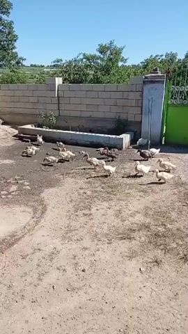 A flock of ducks are gathered in a muddy yard. Some of the ducks are white, while others are dark. The yard is surrounded by a brick wall and a green fence. There is a small building on the left side of the frame. The sky is blue and clear.