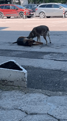 Morning life captured in Varna: dogs playing, street art, gaming