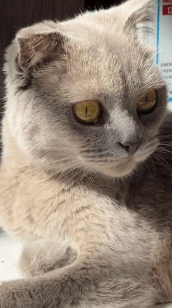 Gray Scottish Fold cat photographed resting in Yerevan