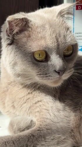 Gray Scottish Fold cat photographed resting in Yerevan