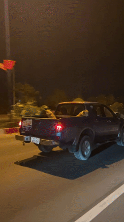 Dogs ride in pickup truck bed during nighttime drive