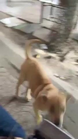 The video shows a small, light-brown dog sitting on a gray, patterned concrete surface. The dog is facing the camera with its ears slightly drooping. The camera moves close to the dog’s face, then pulls back to show the dog sitting again. There is a low concrete curb behind the dog, and some miscellaneous debris on the ground nearby.