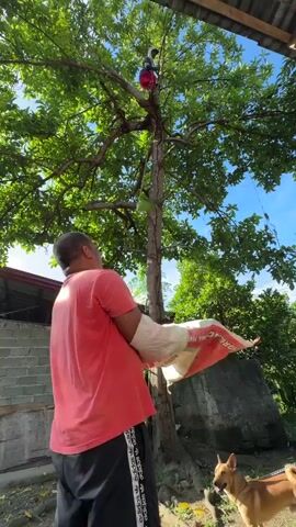A man wearing a red shirt, black pants, and white arm sleeves is positioned on the left side of the frame, holding a large white bag with red text. He is looking towards a tall, leafy tree in the center of the frame, where a person in a red shirt is sitting on a branch, holding a red object. A metal ladder leans against the tree trunk. In the bottom right corner, a light brown dog with a leash is looking towards the camera. The background includes a cinder block building on the left, a large concrete block on the right, and lush green foliage under a clear blue sky.