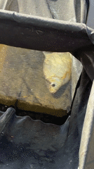 Angler catches, releases bream in Chaikovsky lake at dawn