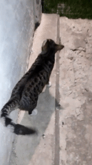 Nighttime garden life documented in Ustyvytsia: cats, hedgehog, flowers