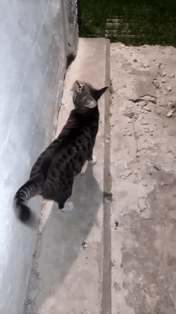 Nighttime garden life documented in Ustyvytsia: cats, hedgehog, flowers
