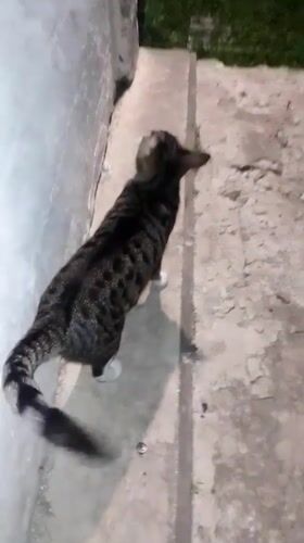 Nighttime garden life documented in Ustyvytsia: cats, hedgehog, flowers