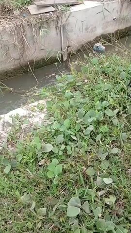 The video shows a view from the ground level, looking towards a concrete irrigation ditch filled with murky water. Lush green vegetation, including grass and leafy plants, grows along the sides of the ditch. In the background, there is a vast expanse of bright green rice paddy fields, stretching towards distant, hazy mountains under a cloudy sky. The scene appears to be rural and agricultural.