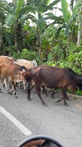 A herd of cows is crossing a paved road lined with lush green vegetation. The cows are of various shades of brown and beige, with some appearing to be calves. They are walking in different directions, with some facing towards the camera. The road has a white line marking on the left side. In the foreground, a portion of a vehicle's mirror is visible, reflecting a person's hand and arm. The background is dominated by tall, leafy trees, likely banana trees, and dense foliage. The lighting suggests it is daytime.