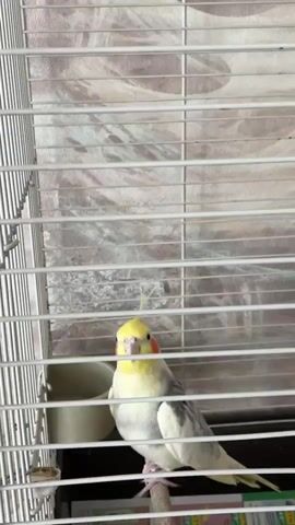 The video shows a bird in a cage. The bird is a cockatiel, which is a small parrot native to Australia. It is grey, white, and yellow, and has bright orange patches on its cheeks. The cage is white, and a brown newspaper lines the bottom. The parrot stands on a wooden perch in the cage and watches the person filming the video.