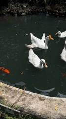 Ducks, geese, and tortoises at a Lamphun garden park