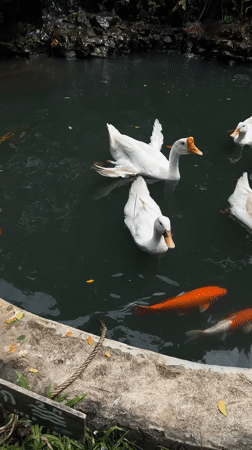 Ducks, geese, and tortoises at a Lamphun garden park