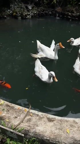 Ducks, geese, and tortoises at a Lamphun garden park