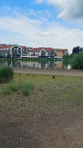 The video shows a body of water with buildings across the lake, a path, and grassy areas with some small birds. The sky is blue with white clouds. There are no people visible in the shot.
