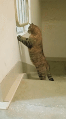 Cats roaming floors and staircases in a Lida apartment building