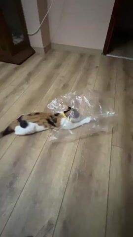 A calico cat is playing with a clear plastic bag on a wooden floor. The cat is lying on its side and batting at the bag with its paws. The cat's body is partially covered by the bag. The cat is wearing a yellow collar. The background is a room with beige walls and a wooden door.