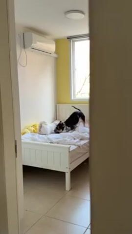 From a doorway vantage point, a bedroom scene unfolds. The room is furnished with a white-framed bed covered in white sheets and a yellow throw blanket. Two dogs are on the bed: one is predominantly black, while the other appears to be mostly white. They are actively playing on the bed, engaging in what seems to be a playful wrestling match. An air conditioning unit is mounted on the wall, positioned above the head of the bed. A window, through which bare tree branches are visible, is also situated at the head of the bed. The walls are painted white, except for the area around the window, which is painted yellow. The floor is tiled in a neutral tone.