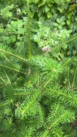 A hand is shown gently touching the branches of a Christmas tree, its needles a vibrant green. The background is softly blurred, revealing lush foliage and a hint of pink flowers. The lighting suggests an outdoor setting, possibly a garden, bathed in natural sunlight. The video captures a moment of quiet appreciation for the evergreen, emphasizing its texture and natural beauty.
