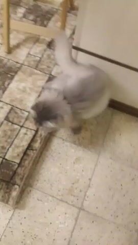 The video shows a fluffy, light-gray cat walking on a brown-and-beige checkered rug. The cat then turns and meows near a wooden folding chair and a white cabinet. The room has beige tile flooring.