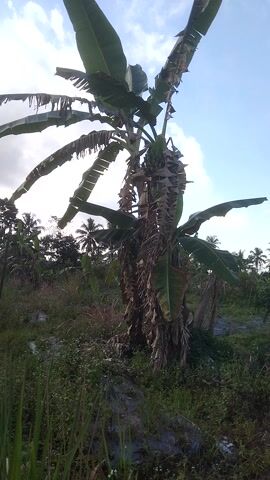 The video shows a close-up, low-angle shot of a banana plant with large, green leaves and dry, brown leaves. The plant is the primary subject. The background reveals a lush, green landscape with other vegetation, including palm trees, under a bright, partly cloudy sky. The scene appears to be outdoors in a tropical or subtropical environment. The overall impression is of a natural, rural setting, possibly a farm or garden. The lighting suggests it is daytime, likely morning or afternoon, with the sun illuminating the scene from behind and to the side, creating some lens flare and highlighting the textures of the leaves. There are no people or specific activities depicted; the focus is solely on the plant and its surroundings. The camera angle emphasizes the height and structure of the banana plant, making its leaves appear dominant in the frame. The environment seems vibrant and alive, with the contrast between the fresh green leaves and the dry, weathered ones suggesting a natural life cycle. The location context indicates Argomulyo, Indonesia, which aligns with the tropical vegetation visible. There is no visible text in the video.