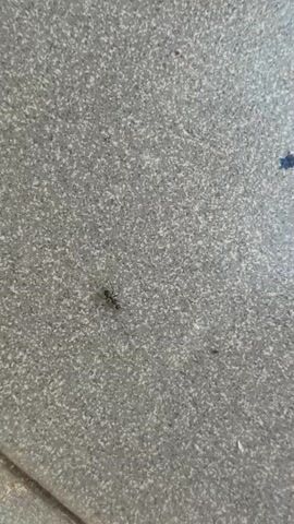 A single black ant is seen crawling on a speckled gray surface, possibly concrete or tile. The ant is in focus, while the background is slightly blurred. There are a few specks of blue and brown on the surface near the ant. The lighting suggests it is daytime.