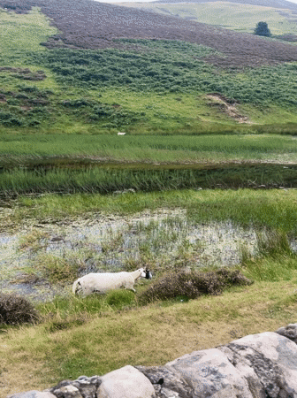 Heather hills and sheep on the Penicuik moorland