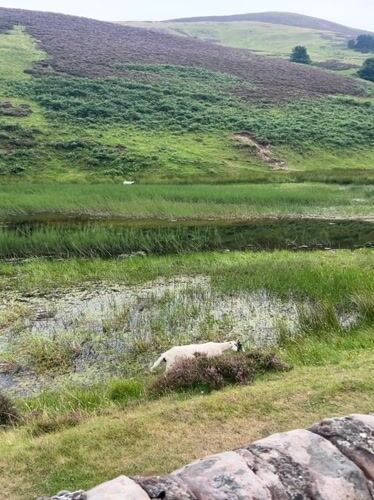 Heather hills and sheep on the Penicuik moorland