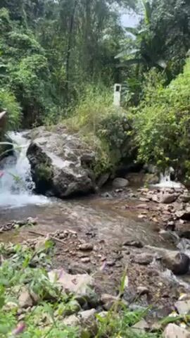 The video shows a small stream in a lush, green environment. The stream flows over rocks and small waterfalls, with dense vegetation on both sides. The water is clear and the sound of the flowing water is audible. The scene is peaceful and natural, with no people visible in the video.