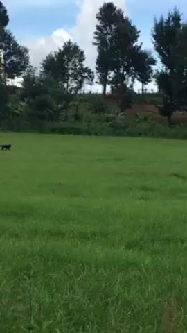 The video shows a medium-sized black dog trotting across a large, well-maintained grassy field. The field is surrounded by a tree line on a slight hill. The sky above is partly cloudy.