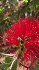 Bees forage on bottlebrush flowers in La Paz