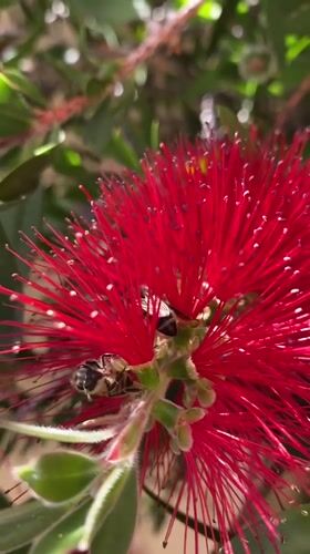 Bees forage on bottlebrush flowers in La Paz