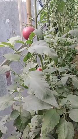 The video shows a greenhouse with rows of tomato plants. The camera pans to the left, showing a large red tomato at the top of a plant. The camera then pans to the right, showing more tomato plants and a path between them. The video ends with a close-up of a string of dark red cherry tomatoes hanging from a vine.