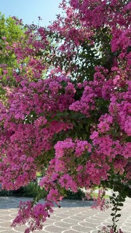 This is a vertical video of a crape myrtle tree in full bloom, with vibrant pink flowers and green leaves dominating the frame. The tree is likely in a park or garden setting, as evidenced by the patterned paving stones visible in the lower part of the frame. A portion of a light-colored bicycle is visible on the left, suggesting the presence of recreational activity. In the background, a person or people can be seen walking, further indicating a public outdoor space. The sky is clear and blue, suggesting fair weather, and the bright sunlight indicates it is daytime. The overall impression is one of a pleasant, sunny day in a park, with the blooming crape myrtle as the focal point. There is no visible text in the media file.