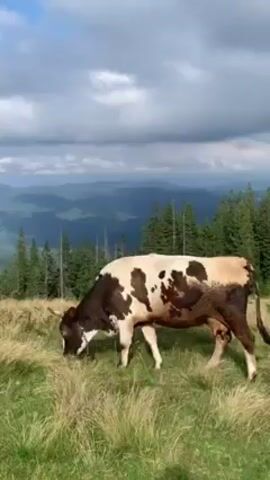 The video shows a cow grazing on a grassy hillside, with trees, mountains and cloudy skies in the background. The cow is brown and white and has small horns. The hill is covered in green and yellow grass and is dotted with trees. In the background, mountains rise in the distance under a cloudy sky. The camera zooms out to reveal more cows grazing on the hillside.