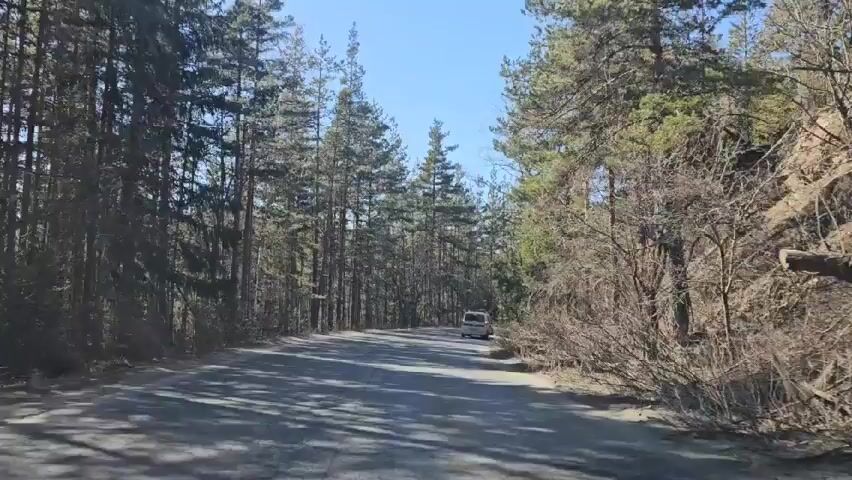 The video shows a car driving on a paved road through a forest. The trees on either side of the road are tall and mostly pine, with some bare branches visible. The sky is blue and clear. Another vehicle is visible far down the road. The lighting is bright. The footage is from the point of view of the driver.