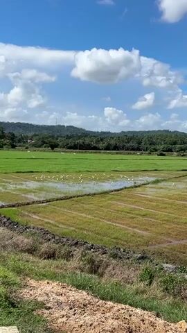 This media file captures a vibrant, rural landscape in Welipitiya, Sri Lanka, under a bright, sunny sky with scattered white clouds. The scene is dominated by lush green rice paddies, some of which are flooded with water, reflecting the sky. A flock of white birds, likely egrets, are scattered across the flooded sections of the paddies, adding a dynamic element to the otherwise serene environment.

The rice fields are divided into rectangular plots, with some showing the freshly tilled earth and others showing emerging green shoots. In the background, rolling hills covered in dense green vegetation form a picturesque backdrop, suggesting a tropical or subtropical climate. A few buildings and a transmission tower are faintly visible on the distant hills, hinting at human presence beyond the immediate agricultural area.

The foreground features a dry, earthy embankment with dry grass and some green plants, providing a textural contrast to the smooth, water-filled paddies. The overall impression is one of a tranquil, working agricultural landscape bathed in the warm light of day. The clear blue sky and the presence of the birds suggest fair weather. There is no visible text in the media file.