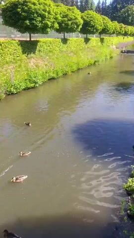 The video shows a tranquil scene of several ducks swimming in a narrow canal. The water is a murky brown and reflects the bright sunlight. On the left bank, a thick hedge of green bushes is visible, with tall green trees spaced evenly along the top of the hedge. Beyond the trees, a glimpse of a tennis court can be seen, suggesting an urban or park-like setting. The ducks are spread out in the water, some swimming alone and others in small groups, leaving subtle ripples in their wake. The focus of the camera appears to be on the ducks and the water, with the banks and surrounding greenery providing a natural backdrop. There are no people visible in the video.