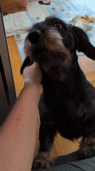 Baby and dachshunds share a calm moment on the living room floor.
