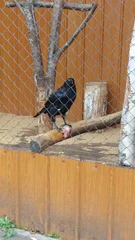 A black bird is standing on a log inside an enclosure. The bird is holding a piece of meat in its beak and appears to be eating it. The enclosure has a wire fence and a wooden base. There are trees and sand inside the enclosure.