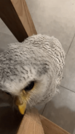 Owl and dog share a moment on a Bali floor
