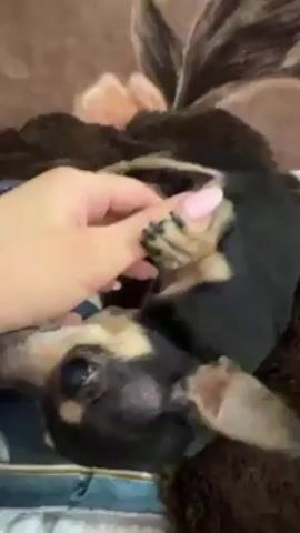 A short video shows a small, black and tan dog lying on a brown blanket with a floral pattern, being petted on its paw by a hand with light pink nail polish. The dog's belly is exposed, and it appears relaxed. The background includes part of a bedspread with a celestial design. The action consists of gentle petting of the dog's paw.